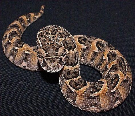 puff and hiss Adder Snake, Dangerous Snakes, Puff Adder, Snake Bite Piercing, Cool Snakes, Arabian Peninsula, Pit Viper, Snake Venom, Reptile Snakes