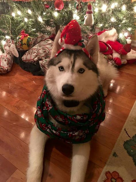 (♡˙︶˙♡)really? Husky Christmas, Iceland In Winter, Dog Christmas Pictures, Glam Christmas Decor, Pictures Of Animals, Glam Christmas, Xmas Wallpaper, Siberian Husky Dog, Cute Dog Pictures