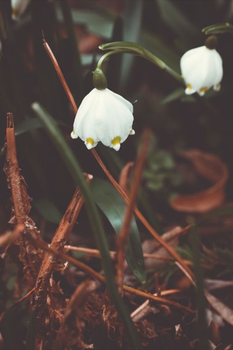 First Signs Of Spring, Signs Of Spring, Overcoming Obstacles, Dark Flowers, Floral Photography, Spring Sign, Out Of Style, Wild Flowers, Beautiful Flowers