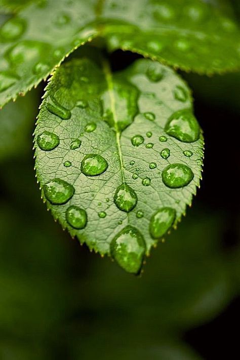 Water Droplets Photography, Water Drop Photography, Foto Macro, Macro Photography Nature, Photography Ideas At Home, Leaf Photography, Close Up Photography, Water Photography, Airbrush Art