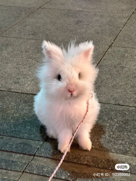 Rabbits Cute Aesthetic, Aesthetic Bunny Photos, Cute Fluffy Bunny, Bicute Bunnies, Fluffy Bun, White Fluffy Bunny Aesthetic, Pet Bunny Rabbits, Cute Bunny Pictures, Cute Baby Cow