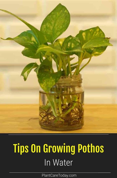 Growing pothos in water is easy. Give the plant the right amount of indirect light, water and nutrients. Grow in a vase, with water, and Miracle-Gro (or other fertilizers). No expensive pumps, fertilizers, or containers needed. we share how to grow pothos easily from cuttings. Grow Pothos In Water, Growing Pothos, Money Plant In Water, Pathos Plant, Pothos In Water, Ivy Plant Indoor, Plants That Like Shade, Pothos Plant Care, Water Plants Indoor