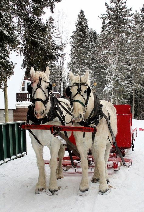 Horse drawn carriage Horse Carriage, Sleigh Ride, White Horses, White Horse, The Snow, Trees, Horses, Christmas, Red