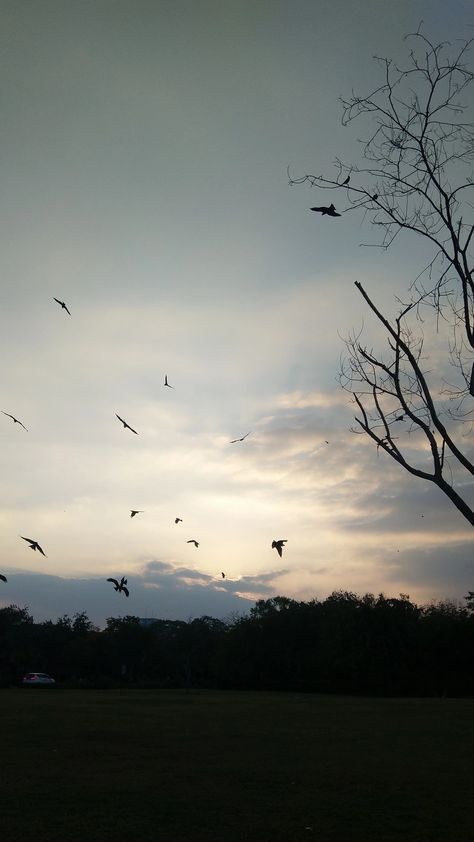 Bird In Sky Aesthetic, Pretty Birds Flying, Birds Photography Flying Sky, Aesthetic Birds Flying, Birds Sky Aesthetic, Bird Flying Video, Birds Flying Aesthetic, Bird Phone Wallpaper, Birds Flying In The Sky