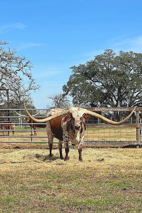 Long Horned Cow, Texas Long Horn, Nguni Cows, Big Cow, Texas Wildlife, Raising Meat Chickens, Texas Longhorn Cow, Nguni Cattle, Breeds Of Cows