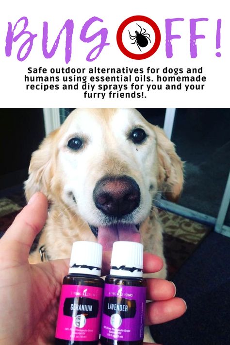 Awesome homemade outdoor ideas for dogs and humans using essential oils. Keep away the harmful critters using essential oil blends. We use Young Living oils in all of our products due to their Seed to Seel promise! Find out more today at www.oilsister.com to learn how to use essential oils and sign up for more information! Dog Bug Spray, Essential Oils For Fleas, Tick Spray For Dogs, Essential Oil Bug Spray, Homemade Bug Spray, Essential Oils Dogs, Flea And Tick Spray, Dog Spray, Dogs And Humans