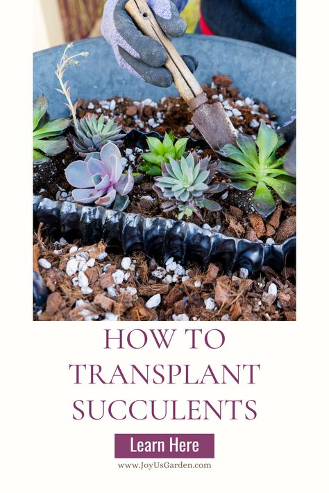 Transform your living space with our in-depth Pinterest guide on 'How to transplant succulents in pots.' From selecting the perfect pot to carefully transferring your plant, this comprehensive tutorial ensures your succulent stays alive and thriving in its new home. Transplant Succulents, Repotting Succulents, Succulents In Pots, Indoor Plant Care Guide, Pencil Cactus, Easy Indoor Plants, Pinterest Guide, Orchid Bark, Worm Composting