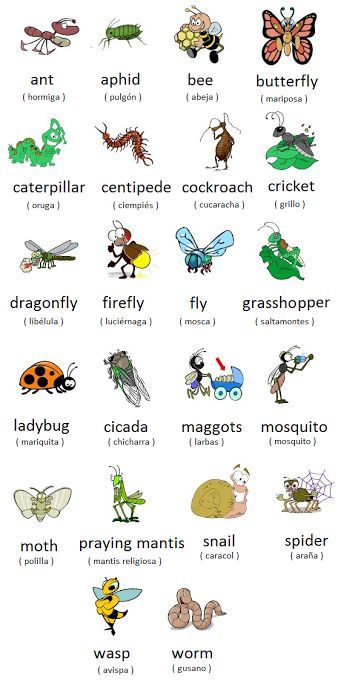 Imagen insertada English Vocab, English Fun, Spanish Vocabulary, English Activities, English Course, English Tips, English Idioms, Learn Spanish, Learn English Vocabulary