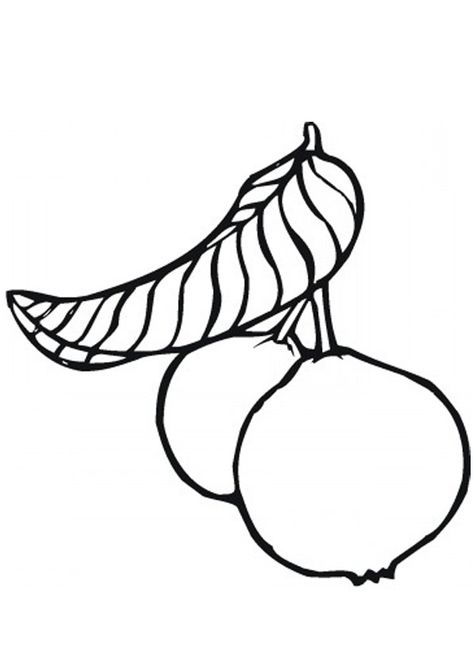 Guava Images, Guava Drawing, Guava Fruit, Guavas, Boat Crafts, Fruit Coloring Pages, Step By Step Drawing, Coloring For Kids, Coloring Pages For Kids