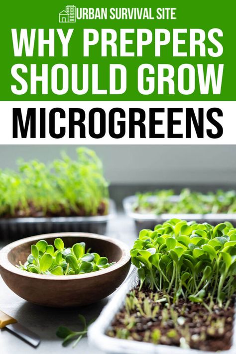 Why Preppers Should Grow Microgreens Microgreens Garden, How To Grow Microgreens, Grow Microgreens, Healthy Greens, Growing Food Indoors, Growing Sprouts, Indoor Vegetables, Growing Microgreens, Urban Homesteading