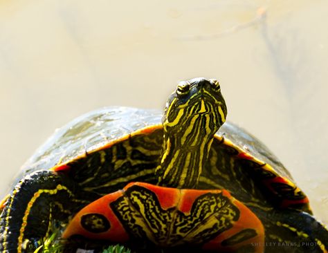 Prairie Nature: Western Painted Turtles at Wascana Lake Painting Turtles, Western Painted Turtle, Painted Turtles, Kawaii Turtle, Painted Turtle, Garter Snake, Black Labs, Turtle Painting, Reptiles And Amphibians