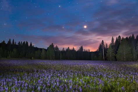 Starry Field Aesthetic, Night In Nature, Meadow At Night, Landscape Night Sky, Meadow Aesthetic, Flowers At Night, Truckee California, Landscape Night, 컴퓨터 배경화면