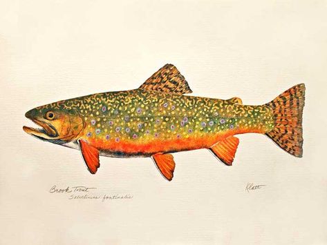 Brook Trout Painting, Brook Trout Tattoo, Watercolor Salmon, Trout Pictures, Tennessee Tattoo, Scientific Tattoo, Trout Tattoo, Fish Anatomy, Trout Painting