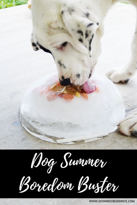 Diy Dog Treats Easy, Diy Dog Treats Healthy, Dog Boredom Buster, Summer Boredom Busters, Dog Boredom, Dog Food Allergies, Dogs Diy Projects, Summer Boredom, Diy Dog Food