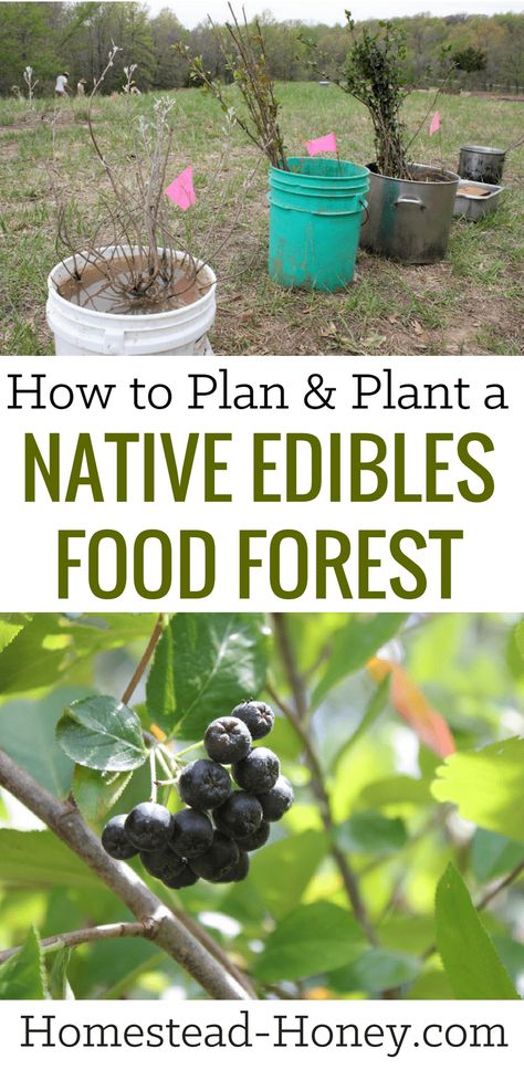 Permaculture Orchard, Medicinal Trees, Edible Forest, Food Forest Garden, Permaculture Gardening, Permaculture Design, Edible Landscaping, Food Forest, Wild Edibles