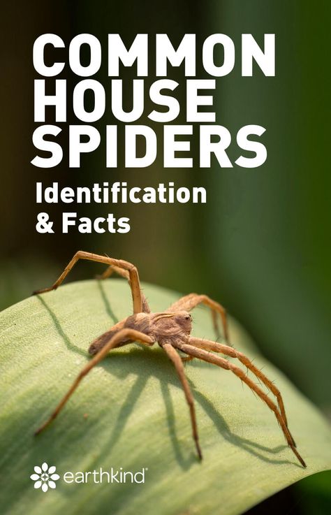 The more information we can gather about spiders, the less scary they seem. It’s beneficial to learn about the different types of spiders, spider identification and which are dangerous. You might be surprised to find out that they can even benefit us!  #spiders #pestcontrol #pests #kindness #house Spider Identification Chart, Moving Spider, Household Bugs, Spider Identification, Common Spiders, Dangerous Spiders, Spiders Repellent, Spider Control, Brown Recluse Spider