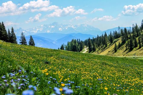 Canon Eos 1100d, Yellow Fields, Valley Of Flowers, Photo To Art, Clipuri Video, Public Domain Images, Flower Field, Mountain Landscape, Prado