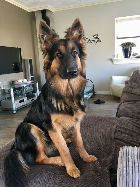 German Sheperd Dogs, Scary Dogs, Dream's Cat, German Dogs, Australian Shepherds, Pretty Dogs, New Best Friend, West Highland Terrier, Cute Dogs And Puppies