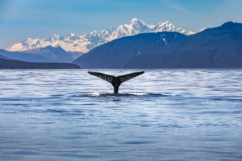 Humpback Whale Tail, Alaska Cabin, Kristiansund, Longyearbyen, Perfect Score, History Quiz, Visit Alaska, Glacier Bay National Park, Alesund