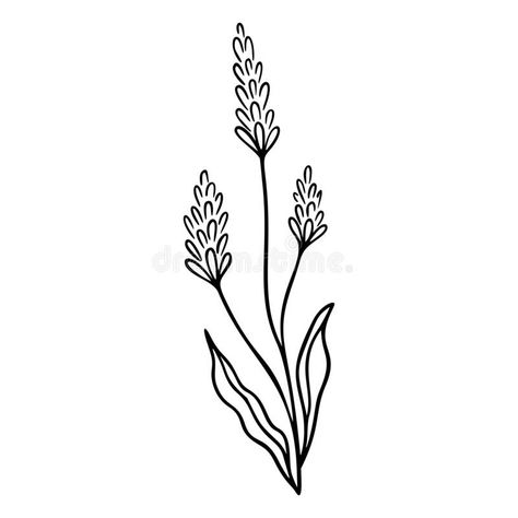 Lavender Outline Hand Drawn Element. Herbs Doodle Botanical Icon Lavender for Logo. Vector Illustration Isolated on Stock Vector - Illustration of herbs, icon: 197541290 Lavender Drawing Simple, Herb Doodles, Herbs Doodle, Lavender Line Drawing, Lavender Outline, Doodle Botanical, Lavender Line Art, Lavender Sketch, Embroidery Patterns Free Printables