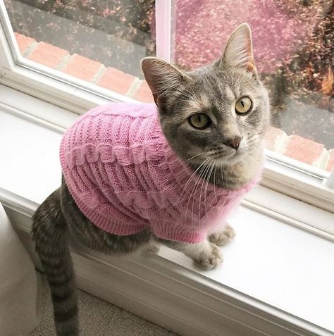 18 Adorable Cats in Sweaters | Cuteness Cat Wearing Sweater, Cats In Sweaters, Cat Sweater Pattern, Sweater Aesthetic, Animal Images, Hairless Cat, Adorable Cats, Animal Jokes, Kitty Cats