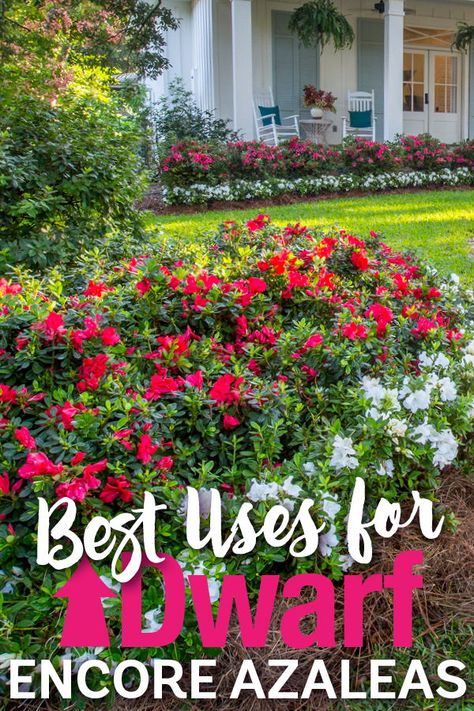 Making plans for your spring garden design? Here are some size and placement tips for Encores based on growth habit and average size. Azaleas Landscaping, Azaleas Care, Encore Azaleas, Azaleas Garden, Gardening Aesthetic, Aesthetic Garden, Front Landscaping, Garden Aesthetic, Front Yard Garden