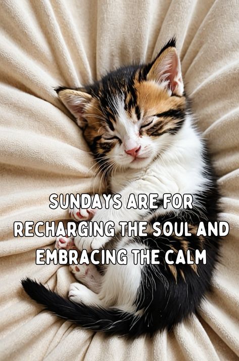 Good morning Sunday wish Easy Like Sunday Morning Quotes Image, Weekend Wishes, Good Morning Sunday, Shabbat Shalom Images, Sunday Morning Quotes, Sunday Quotes Funny, Sunday Wishes, Sunday Blessings, Morning Sunday