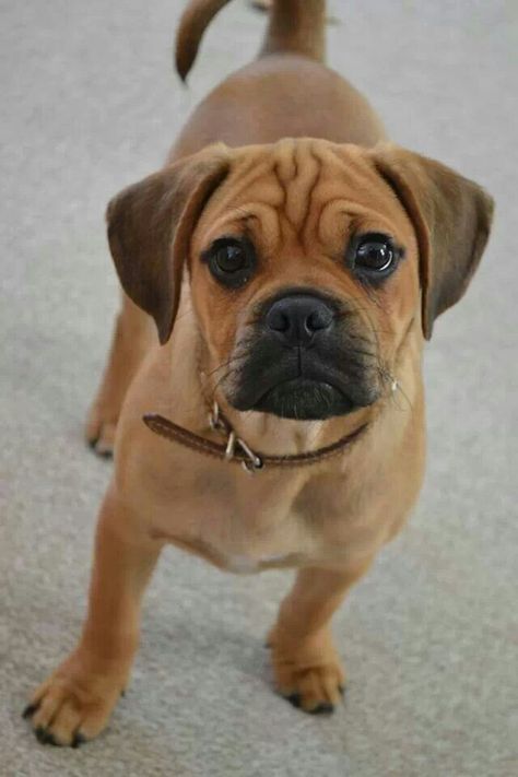 What a sweet puggle face Puggle Puppies, Puggle Dogs, Dogs Images, Dog Breeds Pictures, Pug Mix, Animal Magnetism, Cute Dogs Images, Dream Dog, Very Cute Dogs