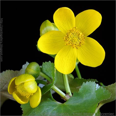 Caltha palustris Caltha Palustris, Passiflora Alata, Garden Plants, Perennials, Planting Flowers, Wild Flowers, Plants, Flowers