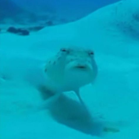 Cursed Fish Images, Fish Meme, Funny Fish, Coron, Silly Images, Silly Animals, Funny Profile Pictures, Silly Pictures, Fishing Humor