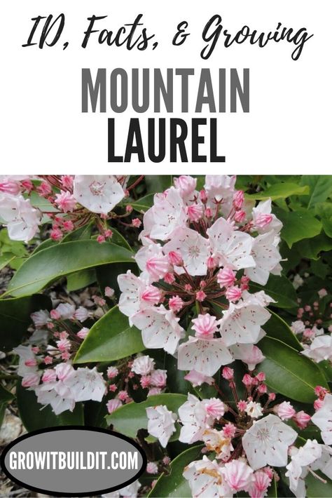 Micro Prairie, Laurel Shrub, Laurel Plant, Wild Flower Garden, Kalmia Latifolia, Home Decor Farmhouse Style, Privacy Plants, Eco Garden, Native Plant Gardening