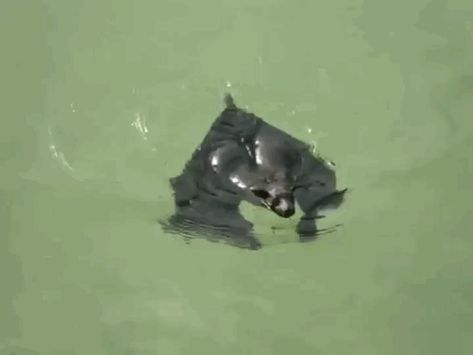 Bat Gif, Cute Bat, Images Gif, Cute Funny Animals, Funny Animal Videos, Animal Gifs, Beautiful Creatures, Funny Cute, Animal Kingdom