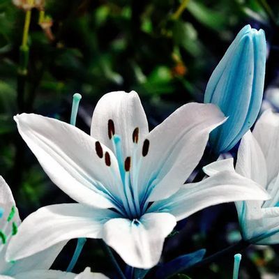 Blue Heart Lily, Lilium Flower, Seeds Planting, Lily Seeds, Flower Perfume, Bonsai Flower, Lily Bulbs, Lily Plants, Unusual Flowers