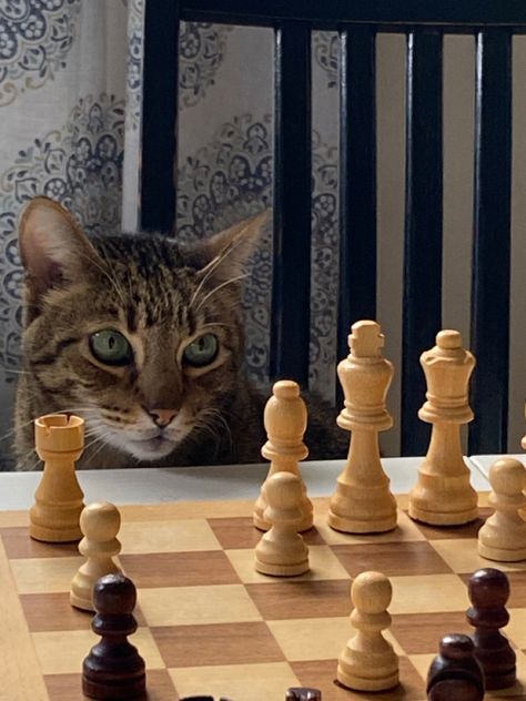 Chess Background, Funny Looking Cats, Narcissus Flower, Camera Shots, Chess Game, Fat Cats, Cat Playing, Chess, Art