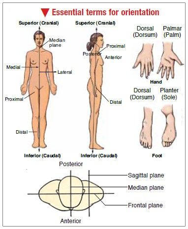 Basics Emt Medical Terminology, Emt Basic Study Test Prep, Anatomy Terminology, Anatomical Planes, Body Planes, Emt Life, Emt Study, Nurse Career, Whatsapp Tricks