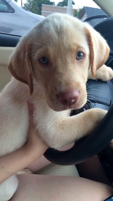 Albus, a Dudley yellow lab Labrador Retriever Puppy Training, Dudley Labrador, Yellow Lab Puppies, Labrador Retriever Puppy, Yellow Labrador Retriever, Popular Dog Breeds, Puppy Training Tips, Most Popular Dog Breeds, Pet Boutique