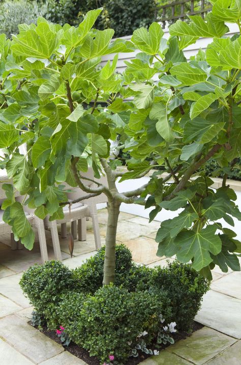 Fig Tree Outdoor, Growing Olive Trees, Garden Modern, Fall Garden Vegetables, London Garden, Recycled Garden, Garden Shrubs, Mediterranean Garden, White Gardens