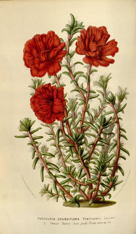 Portulaca grandiflora var. thellussonii - circa 1853 Portulaca Flowers, Portulaca Grandiflora, Botanical Printables, Red Flower Print, Flower Print Pattern, Flower Illustrations, Botanical Illustrations, Fruit Painting, Charles Darwin