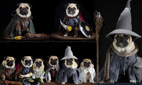 Heel Gandalf! Dog owner dresses his pet pugs in hilarious costumes from Lord of The Rings (and don't they look magical) Dog Gnome Costume, Hobbit Dog Costume, Dobby Halloween Costume Dog, Lord Of The Rings Dog Costume, Lotr Dog Costume, Harry Potter Dog Costume, Dogs Wearing Costumes, Hobbit Costume, Pet Pug