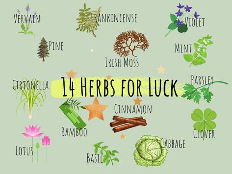 14 Alluring Herbs For Luck To Give You The Boost You Deserve Herbs For Luck, Wicca Herbs, Witchcraft Herbs, Magickal Herbs, Witch Herbs, Green Witchcraft, Magia Das Ervas, Plant Magic, Luck Spells