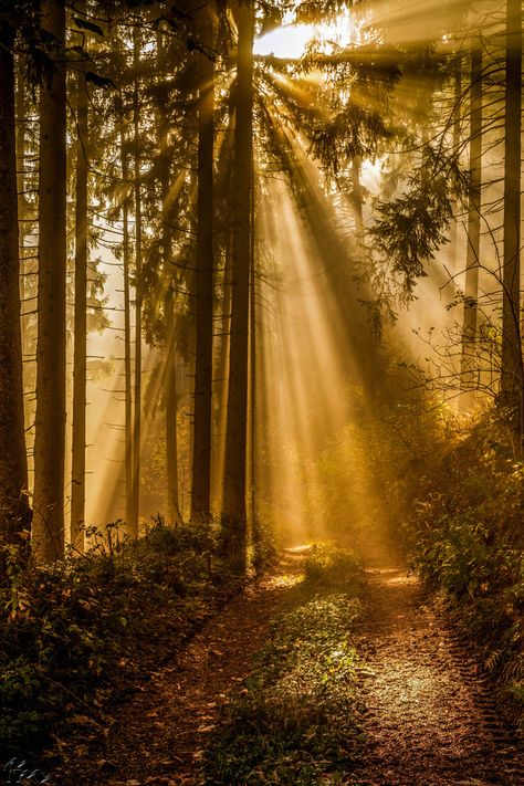 Sun Rays by Florian Mauerhofer Sunrise Tattoo, Natures Path, The Light Is Coming, Forest Light, Forest Scenery, Picture Places, Mystical Forest, Scenic Design, Sun Rays