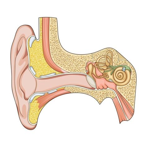 Parts of the Ear Diagram | Quizlet Ear Diagram Anatomy, Structure Of Ear, Parts Of The Ears, Human Ear Diagram, Inner Ear Anatomy, Ear Diagram, Ear Structure, Science Lab Decorations, Anatomy Flashcards