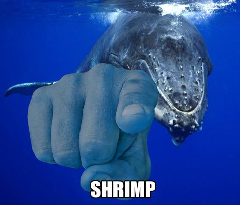 Silly Images, Silly Animals, Silly Pictures, Marine Animals, Really Funny Pictures, Animal Memes, Funny Laugh, Sea Creatures, Reaction Pictures