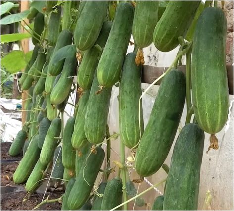 Man shares how to grow cucumbers vertically with organic fertilizer and wins 14M views Cucumber Growing Vertical, Grow Cucumbers Vertically, Cucumber Growing, Growing Cucumbers Vertically, How To Grow Cucumbers, Grow Cucumbers, Terrace Garden Ideas, Digging Holes, Small Cucumber