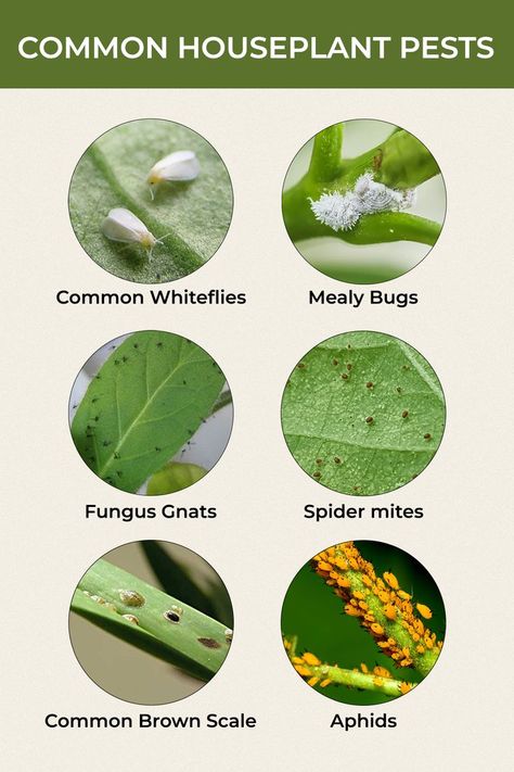 While plants are welcome housemates, they can unfortunately be accompanied by unwanted guests. Click here to know how you can identify and treat these common houseplant pests. House Tree Plants, Houseplant Pests, Common House Plants, Indoor Plants Low Light, Identify Plant, Plant Pests, Plant Care Houseplant, Inside Plants, Growing Plants Indoors