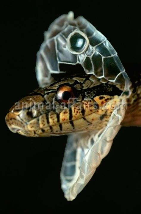 Snake Shedding Skin, Head Picture, Cool Snakes, Snake Shedding, Reptile Snakes, Beautiful Snakes, Crocodiles, Reptiles And Amphibians, The Snake