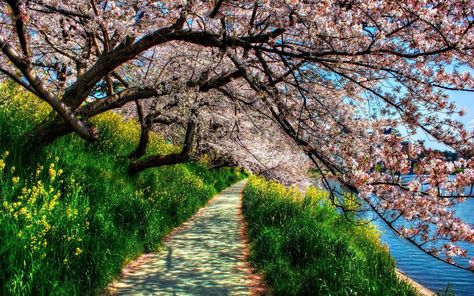 spring high resolution desktop backgrounds #1080P #wallpaper #hdwallpaper #desktop Wallpaper 4k Desktop, Desktop Background Nature, Nature Desktop Wallpaper, Spring Desktop Wallpaper, Frühling Wallpaper, Nature Desktop, Tree Tunnel, Spring Images, Zero Wallpaper