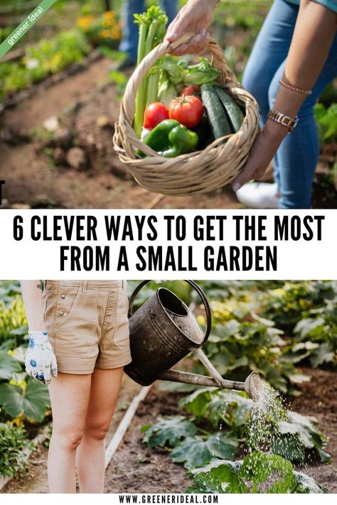 Do you have limited space for gardening? If so, you’re not alone. 🤗 Despite the challenges of small garden spaces, there are ways to make the most of your limited area. You can grow a bountiful harvest in a tight spot with a bit of creativity and planning. Check out these six ingenious tips for getting the most out of a small garden. #gardening #gardeningtips #smallgarden #smallgardentips #smallgardens #gogreen Gardening For Small Spaces, Small Space Gardens, Small Garden Spaces, Pioneer Living, Backyard Hacks, Suburban Homestead, Dog Safe Plants, Herbs Growing, Tattoo Plant