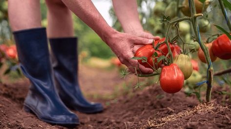 Farming For Profit, Green Zebra Tomato, Starting A Farm, Determinate Tomatoes, Commercial Farming, Tomato Farming, Fresh Dishes, Tomato Seedlings, Farming Techniques