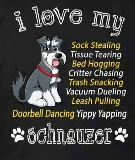 Schnauzer Quotes, Miniature Schnauzer Black, Schnauzer Grooming, Mini Schnauzer Puppies, Schnauzer Art, Mini Schnauzers, Miniature Schnauzer Puppies, Giant Schnauzer, Dog Personality